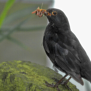 Amsel mit vollem Schnabel