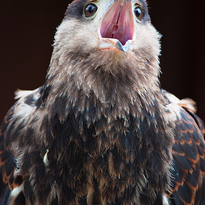 DSF1934
Schreivogel