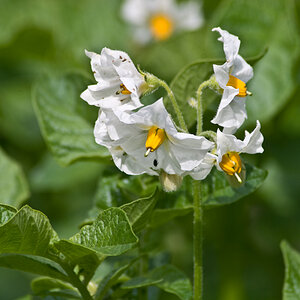 2009 06 07 Kartoffelbluete