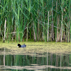 2009 06 05 Teich mit Gefluegel