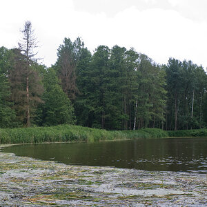 2009 06 05 Teich bei Biehla mit trockenem Baum