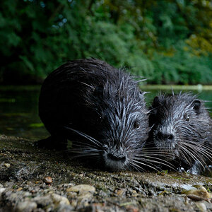 Nutria2
