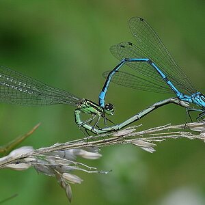 Libelle 050