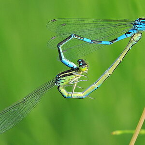 Libelle 052