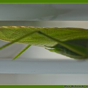 s DSC 0365