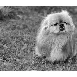 Benji