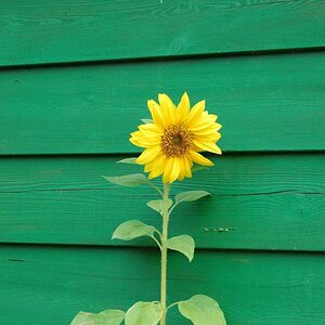 S Blume 3