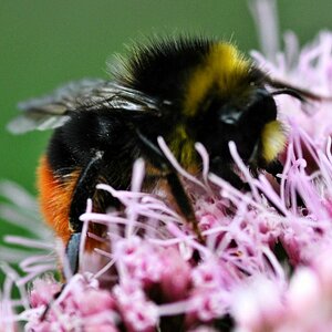 Hummel