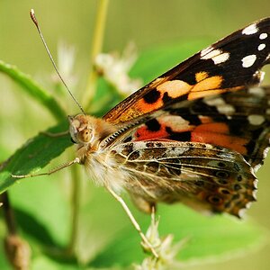 schmetterling 0863