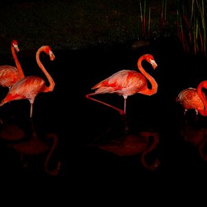 Flamingo