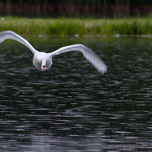 Kastenweiher ABI 2259 08. Juni 2009 040
