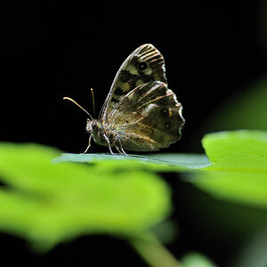 DSC9526 Waldbrettsp.