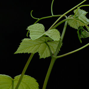 crop