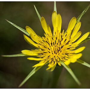 Bocksbart Blüte
