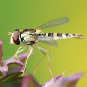 Schwebfliege