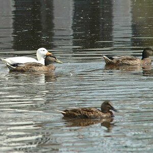 DSC 9964 Crop
Fokus lag bei der weißen Ente