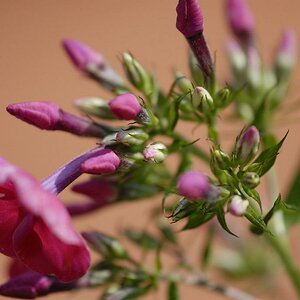 Phlox