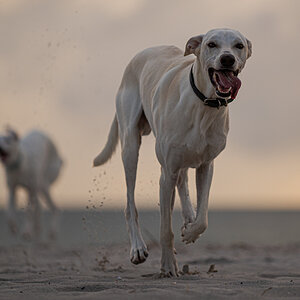 Hundeforum-1.jpg