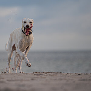 Hundeforum-2.jpg