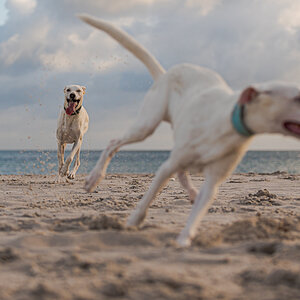 Hundeforum-3.jpg
