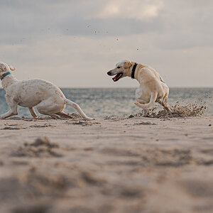 Hundeforum-5.jpg