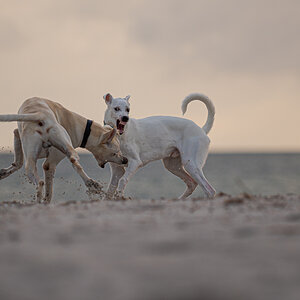 Hundeforum-6.jpg