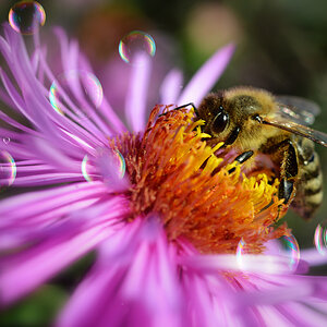 biena_aster_1200.jpg