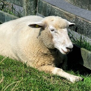 Warten auf den Schatten.jpg