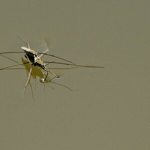 _IMG6184  Wasserläufer.jpg