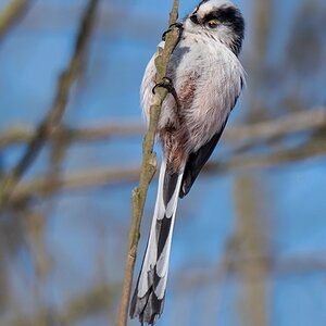 D50_0864_Schwanzmeise an Weidenstamm IA_2_2018.jpg
