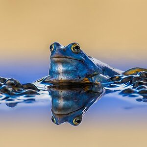 2_chappo59_small.jpg