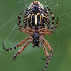 Radspinne.jpg