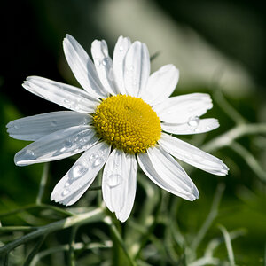 Gänseblümchen