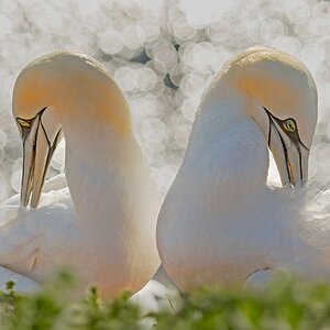 D50_4906_Harmonie_Helgoland_IA_Ä30X40_5_2018.jpg