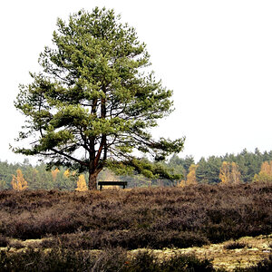 Die alte Bank ist schon von der Heide eingewachsen..jpg