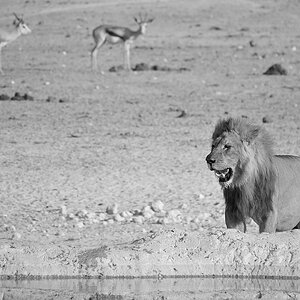 P1060741aklein_sw.jpg