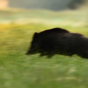 2019_20918.jpg