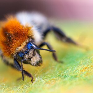Hummel1.jpg