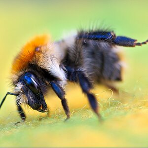 Hummel2.jpg
