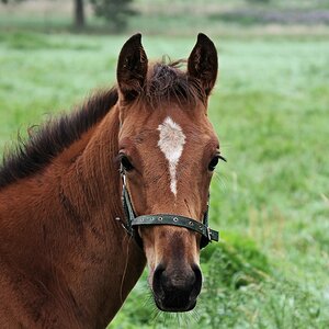 _IMGP3246   Trakehnerkopf.jpg