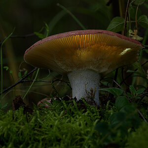 _AGB0854_1b.jpg