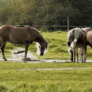 Haflinger auf der Weide nach dem Regen 3.jpg