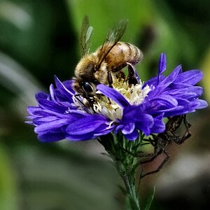 _Bienchen in Gefahr.jpg