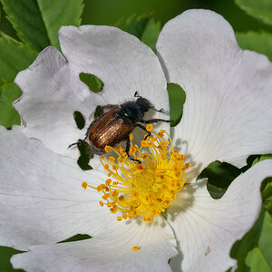 Gartenlaubkäfer2.jpg