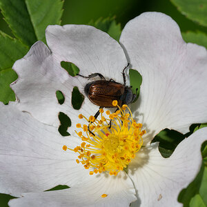Gartenlaubkäfer3.jpg