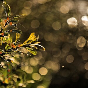 Der Herbst ist da.jpg
