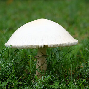 DSCF2261Sxl.jpg