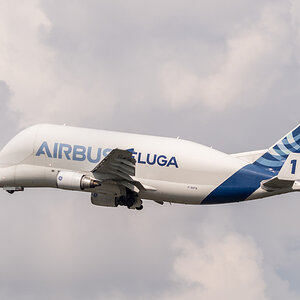 Beluga 01