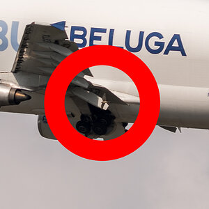 Beluga 04