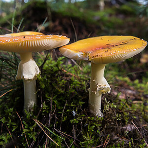 Fliegenpilz 2.jpg